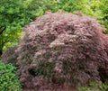 Garnet Laceleaf Japanese Maple (Acer palmatum var. dissectum 'Garnet') - 3 gallon 15"