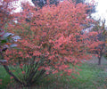 Serviceberry (Amelanchier canadensis) - 3 gallon