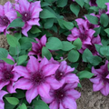 Elodi™ Clematis (Clematis elodi 'Trailing') - DECO POT