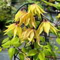Funyella® Clematis (Clematis 'Golden Dream') - 1 gallon