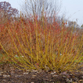 Red-Osier Dogwood (Cornus stolonifera 'Arctic Fire Yellow') - 3 gallon