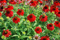 Sombrero Salsa Red Coneflower (Echinacea x purpurea 'Balsomsed') - 3QT