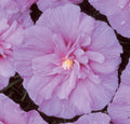 Lavender Chiffon® Rose of Sharon (Hibiscus syriacus 'Notwoodone') - 3 gallon 18"