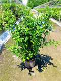 First Editions® Fiji™ Rose of Sharon (Hibiscus syriacus 'Minspot') - 2 gallon