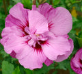 Tahiti™ Hibiscus (Hibiscus syriacus 'Mineru') - 2 gallon