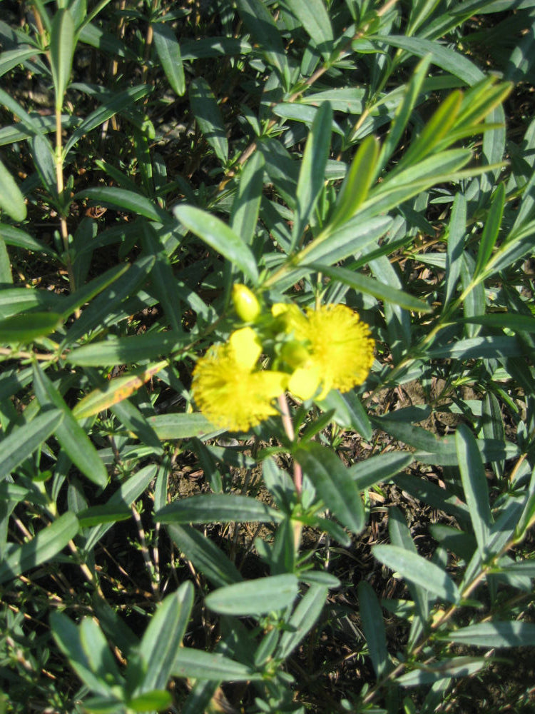 Sunburst St. Johnswort (Hypericum frondosum 'Sunburst') - 2 gallon 12"