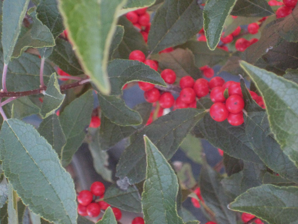 Red Sprite Winterberry Holly (Ilex verticillata 'Red Sprite') - 3 gallon 15"