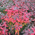 Proven Winners® Color Choice® Scentlandia Sweetspire (Itea virginica '‘Smnivdfc’') - 3 gallon 15"