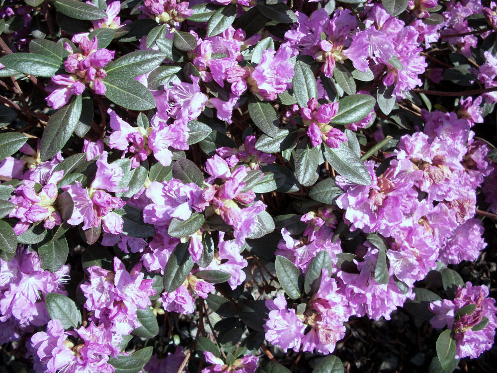 Landmark PJM Rhododendron (Rhododendron 'PJM Landmark') - 3 gallon 15
