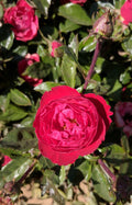 Cherrytini™ Floribunda Rose (Rosa 'Cherrytini') - 3 gallon