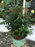 Simply Color™ Rose  (Rosa simply 'Color') - 3 gallon