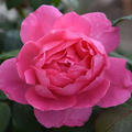 Rose True Bloom™ Inspiration (Rosa true 'Bloom Inspiration') - 2 gallon