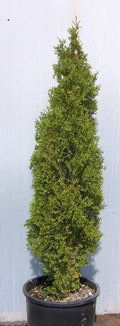 Degroots Spire Arborvitae (Thuja occidentalis 'Degroots Spire') - 3 gallon 24"