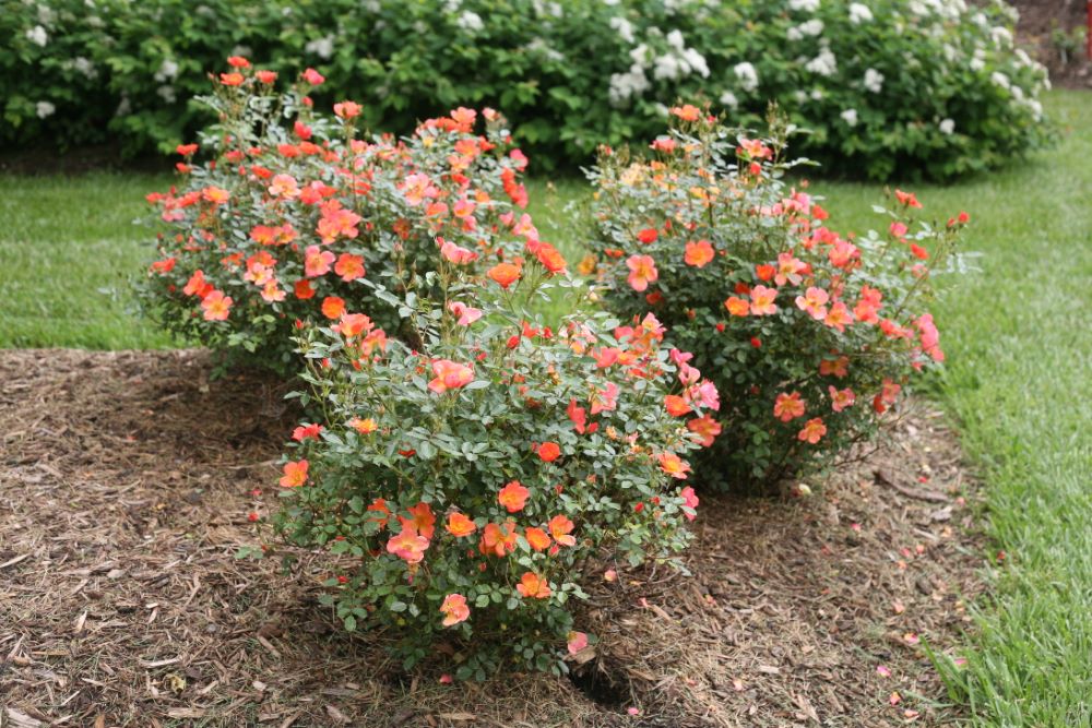 Proven Winners® Color Choice® Oso Easy Hot Paprika® Rose (Rosa 'farrowrsp') - 2 gallon
