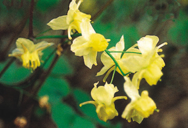 Sulphureum Barrenwort (EPIMEDIUM VER SULPHUREUM)