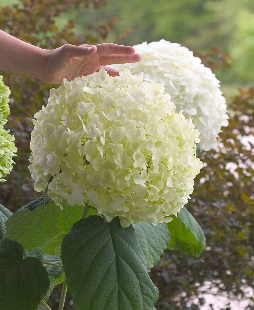 Incrediball® Smooth Hydrangea (HYDRANGEA A. INCREDIBALL)