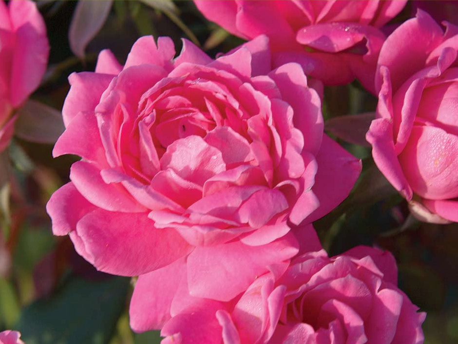 Double Pink Knock Out® Rose (ROSE K.O. DBL PINK KNOCKOUT)