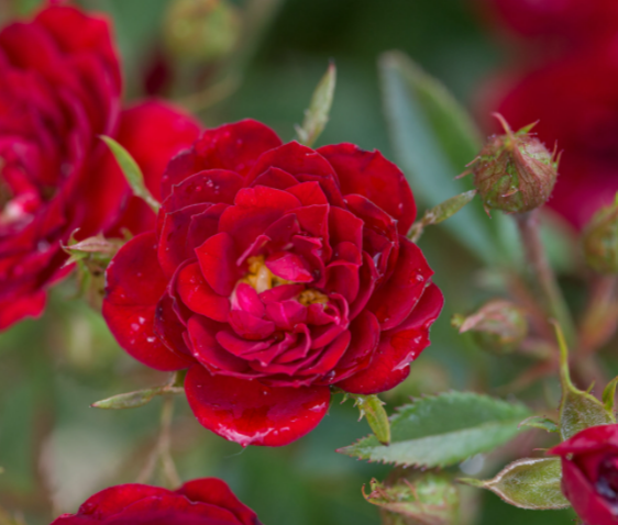 Rose Chi™ (ROSE E.E. CHI)