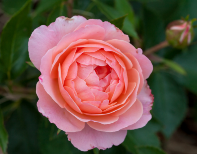 Calypso Rose (ROSE E.E. CALYPSO)