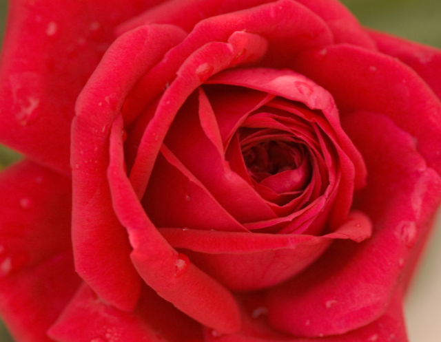 Kashmir Rose (ROSE E.E. KASHMIR)