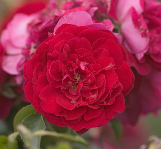 Paint the Town Rose (ROSE E.E. PAINT THE TOWN)