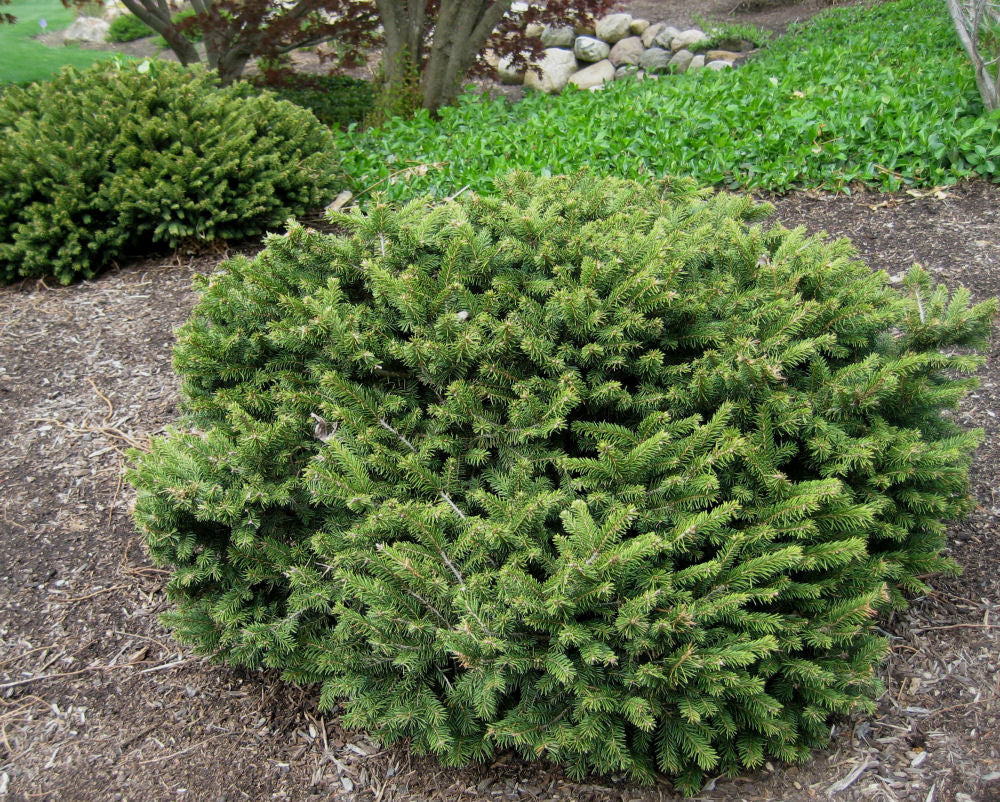 Dwarf Norway Spruce (PICEA ABIES PUMILA)