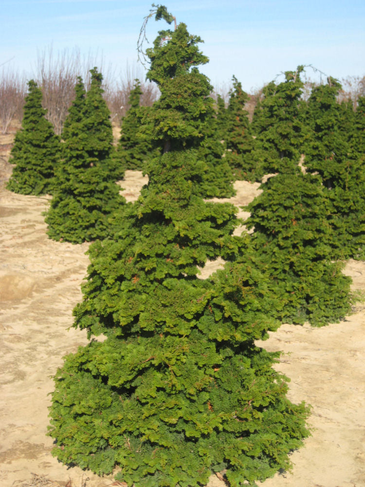 Semi-dwarf Hinoki False Cypress (CHAM. OBTUSA COMPACTA)