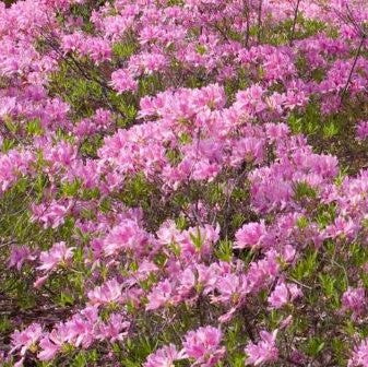 Lilac Lights™ Azalea (AZALEA EX. LILAC LIGHT)