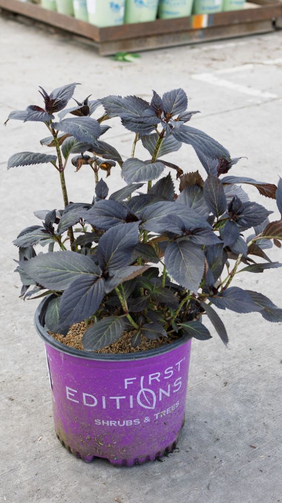 Eclipse® Bigleaf Hydrangea (HYDRANGEA M. ECLIPSE)
