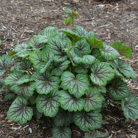 Green Spice Coral Bells (Heuchera americana 'Green Spice') - 1 gallon