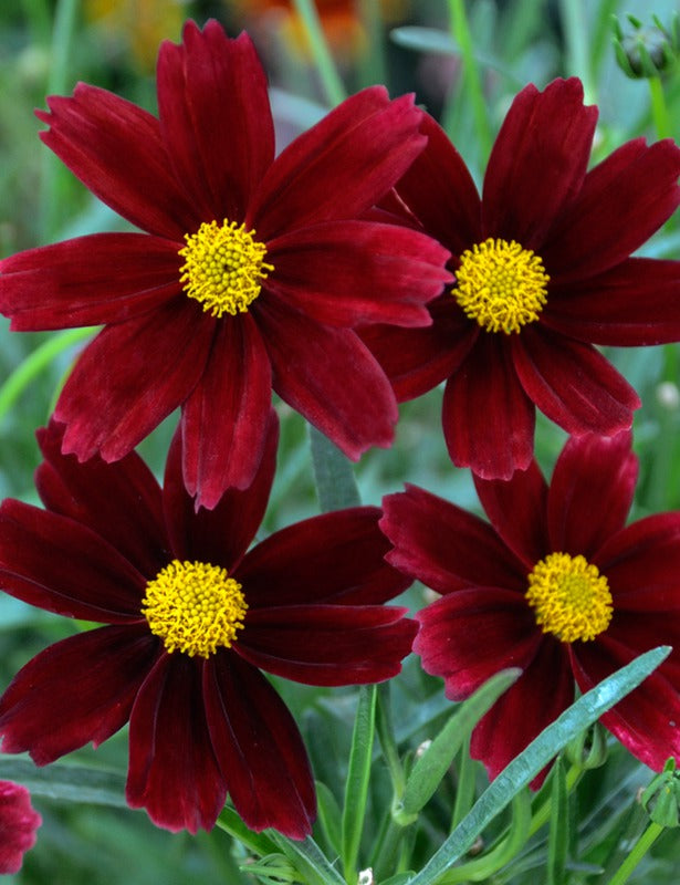 Li’l Bang™ Red Elf Tickseed (Coreopsis x 'Lil Bang Red Elf') - 1 gallon