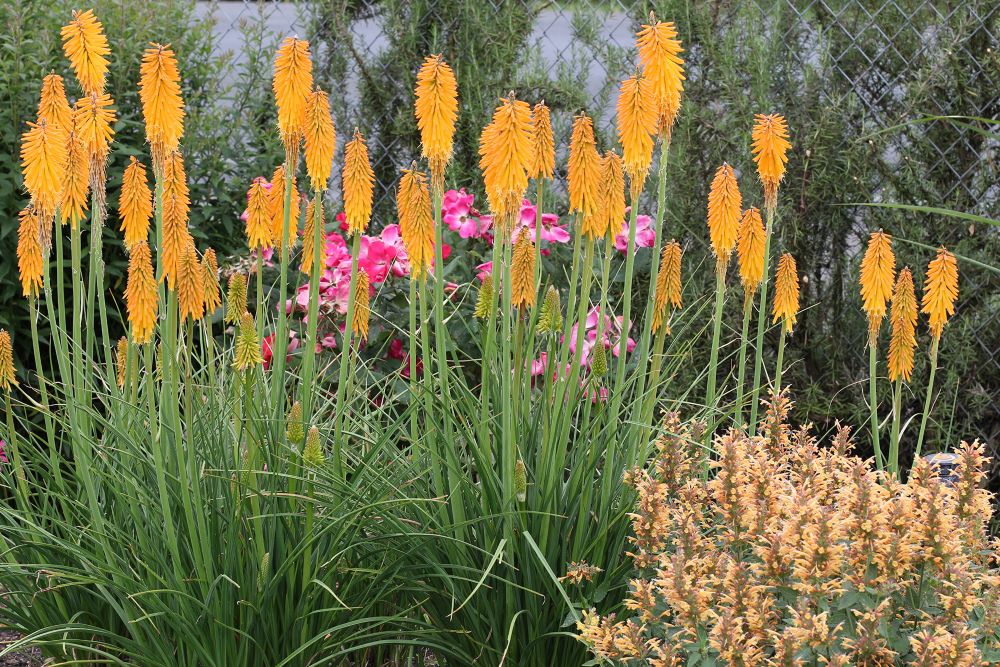 Mango Popsicle Dwarf Poker (Kniphofia mango 'Mango Popsicle') - 1 gallon