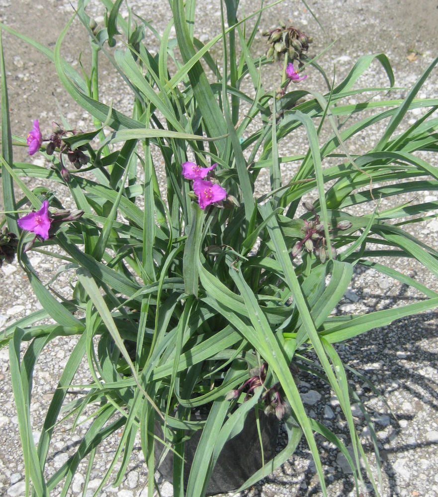 Concord Grape Spiderwort (Tradescantia x andersoniana 'Concord Grape') - 1 gallon