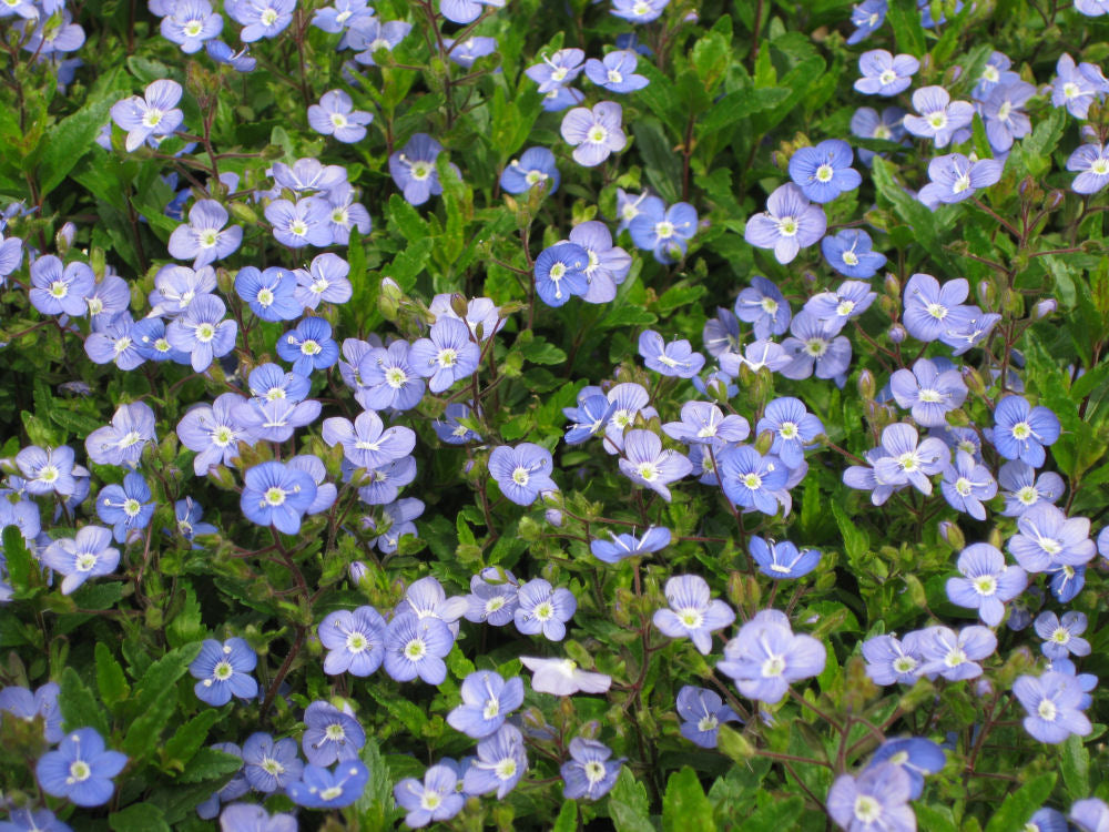Georgia Blue Creeping Speedwell (Veronica umbrosa 'Georgia Blue') - 1 gallon