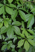 Virginia Creeper (Parthenocissus quinquefolia) - 2 gallon 12"