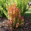 Sunjoy Orange Pillar® Barberry (Berberis thunbergii 'Sunjoy Orange Pillar') - 2 gallon 15"