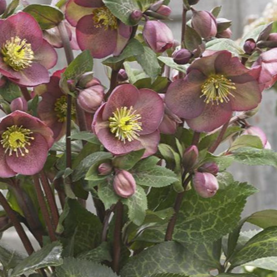 Pippa’s Purple Lenten Rose (Helleborus 'Frostkiss Pippas Purple') - 1 gallon