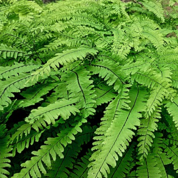 Five Finger Maidenhair Fern (Adiantum 'Five Finger Maidenhair') - 1 gallon