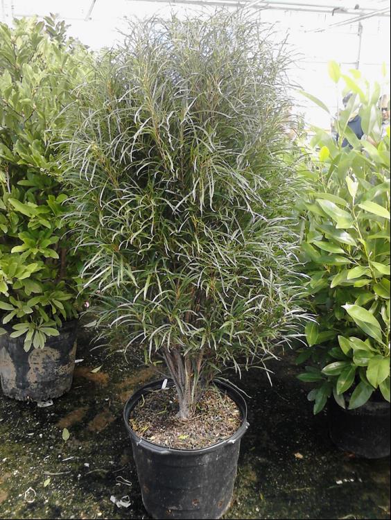 Fine Line® Buckthorn (Rhamnus frangula 'Ron Williams') - 1 gallon