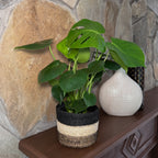 Monstera Deliciosa - 6 Inch Indoor Houseplant