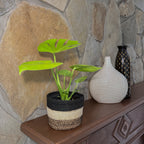 Monstera Super Golden (Monstera Deliciosa 'Aurea') - 6 Inch Indoor Houseplant