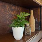 Rabbits Foot Footed Fern (Davallia Fejeensis) - 4 Inch Indoor Houseplant