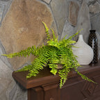 Tiger Stripe Boston Fern (Nephrolepis Exaltata 'Tiger Fern') - 6 Inch Indoor Houseplant