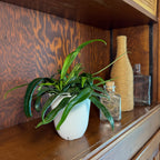Blue Oil Fern (Microsorum Thailandicum) - 4 Inch Indoor Houseplant