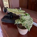 Alocasia Blizzard (Alocasia Odora 'Batik Blizzard') - 6 Inch Indoor Houseplant