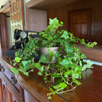 Green Ivy (Hedera Helix) - 6 Inch Indoor Houseplant