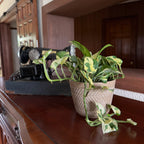 Pothos N'Joy Hanging Basket (Epipremnum Aureum 'N'Joy') - 6 Inch Indoor Houseplant