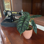 Alocasia Dragon Scale (Alocasia Baginda 'Dragon Scale') - 4 Inch Indoor Houseplant