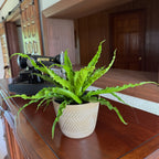 Victoria Bird's Nest Fern (Asplenium Antiquum 'Victoria') - 6 Inch Indoor Houseplant