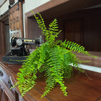 True Boston Fern (Nephrolepis Exaltata) - 6 Inch Indoor Houseplant
